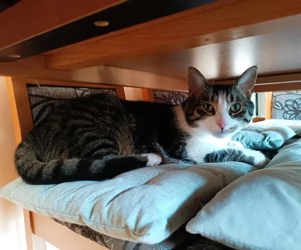 Znaleziono kota, Łódź, 1 października 2025 (5/5)