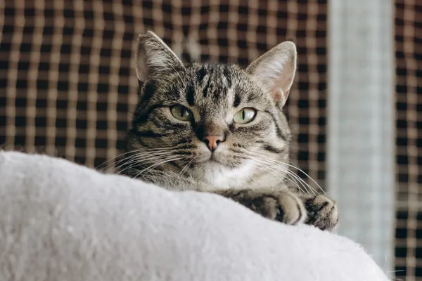 Kot do adopcji, Sosnowiec, 15 lutego 2024 (5/5)