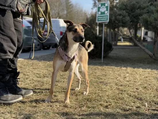 Pies do adopcji, Kraków, 7 stycznia 2025 (1/5)