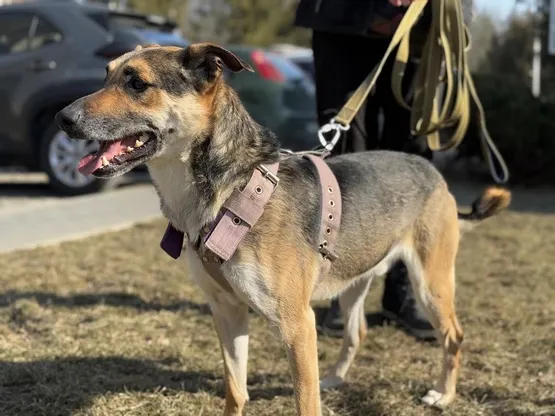 Pies do adopcji, Kraków, 7 stycznia 2025 (2/5)