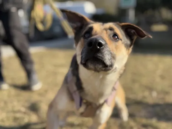 Pies do adopcji, Kraków, 7 stycznia 2025 (3/5)