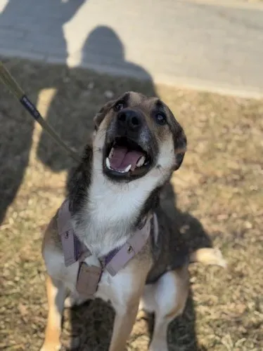 Pies do adopcji, Kraków, 7 stycznia 2025 (4/5)