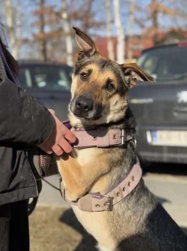 Pies do adopcji, Kraków, 7 stycznia 2025 (5/5)