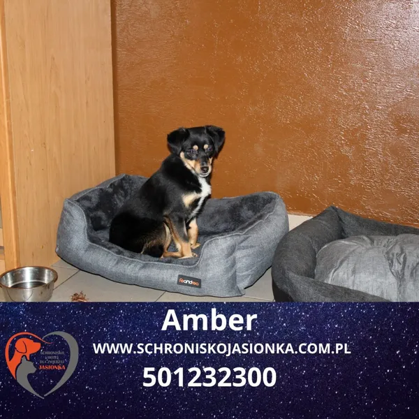 Pies do adopcji, Ciosny, 22 stycznia 2025