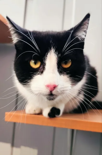 Kot do adopcji, Piła, 1 czerwca 2024 (2/3)