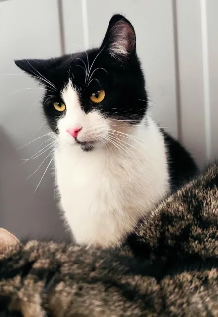 Kot do adopcji, Piła, 1 czerwca 2024 (3/3)