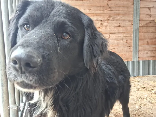 Pies do adopcji, Orzechowce, 21 stycznia 2025 (3/5)