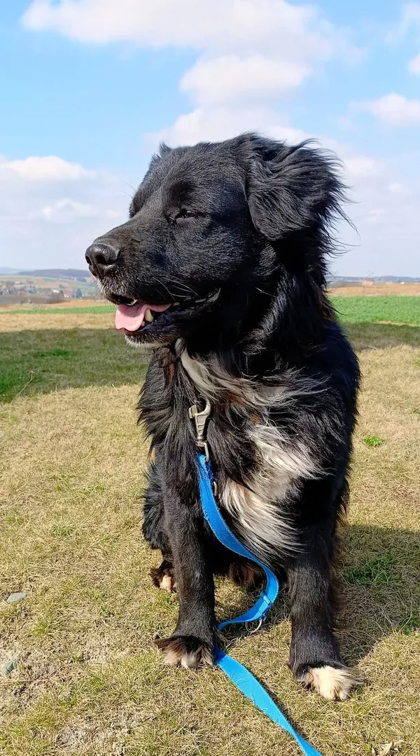 Pies do adopcji, Orzechowce, 21 stycznia 2025 (4/5)