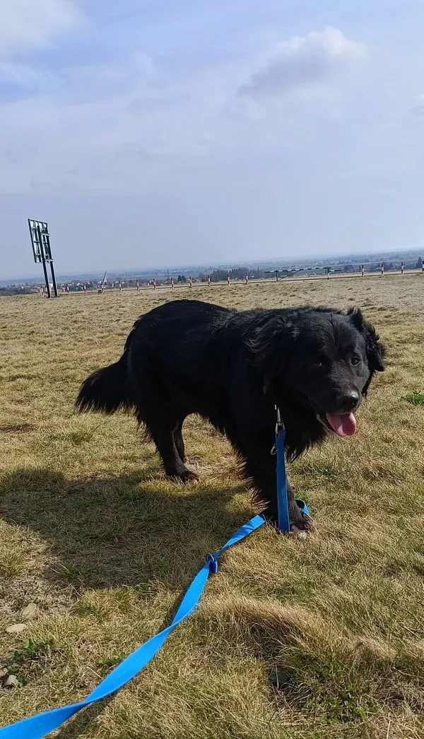 Pies do adopcji, Orzechowce, 21 stycznia 2025 (5/5)