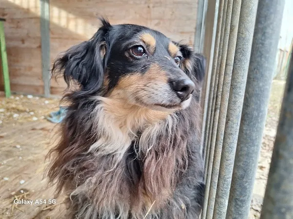 Pies do adopcji, Orzechowce, 21 stycznia 2025 (1/5)