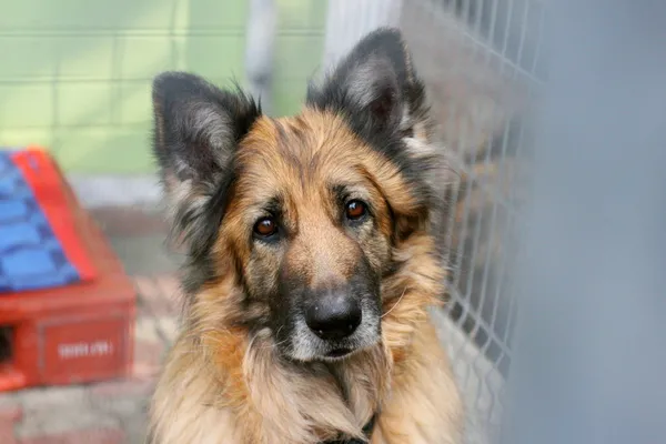 Znaleziono psa, Wałbrzych, 13 stycznia 2025