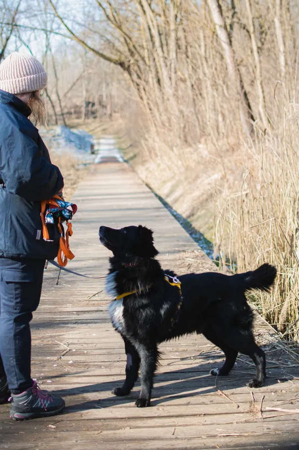 Znaleziono psa, Sosnowiec, 22 stycznia 2025 (3/5)