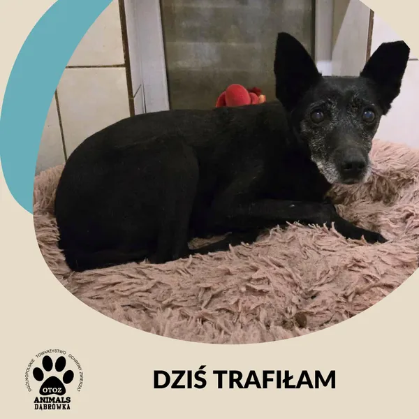 Znaleziono psa, Dąbrówka, 29 sierpnia 2025