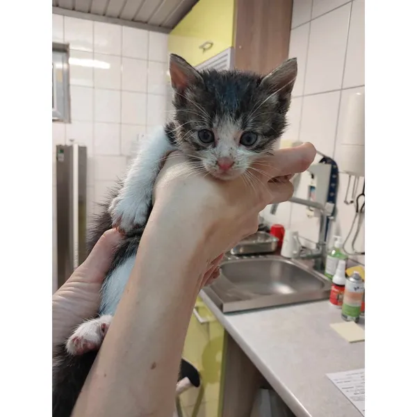 Znaleziono kota, Białystok, 10 października 2025