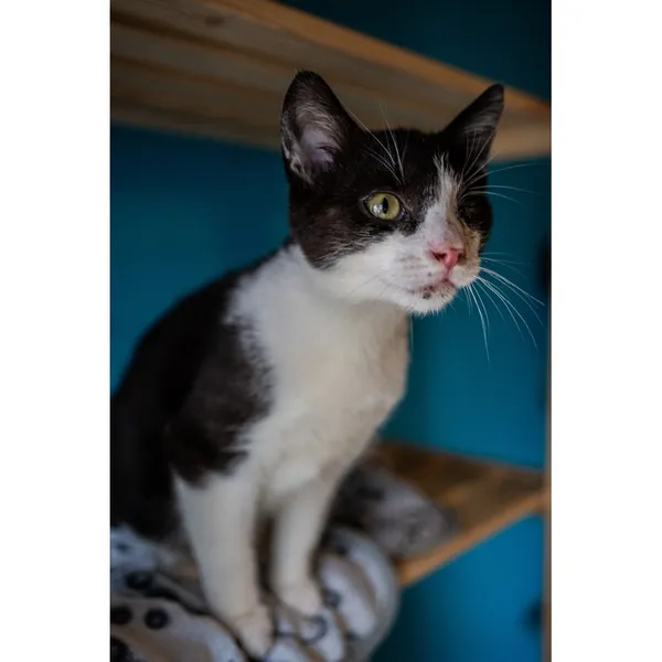 Znaleziono kota, Białystok, 10 października 2025 (3/5)