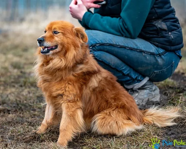 Znaleziono psa, Racławice, 21 stycznia 2025 (1/5)