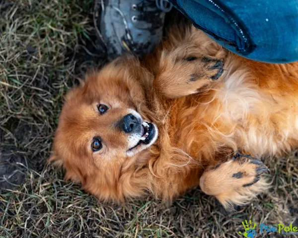 Znaleziono psa, Racławice, 21 stycznia 2025 (2/5)