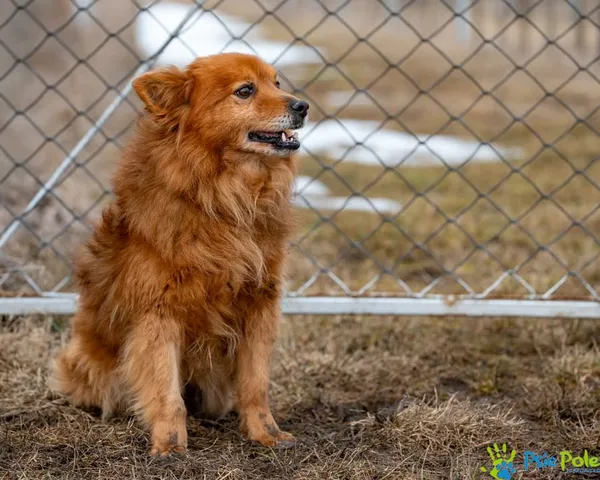 Znaleziono psa, Racławice, 21 stycznia 2025 (3/5)