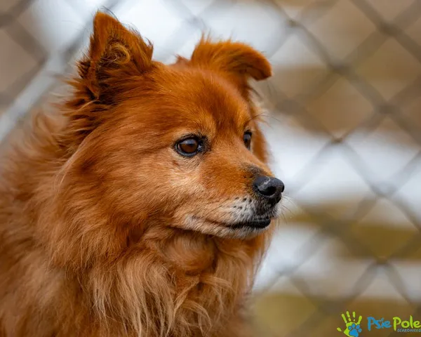 Znaleziono psa, Racławice, 21 stycznia 2025 (4/5)