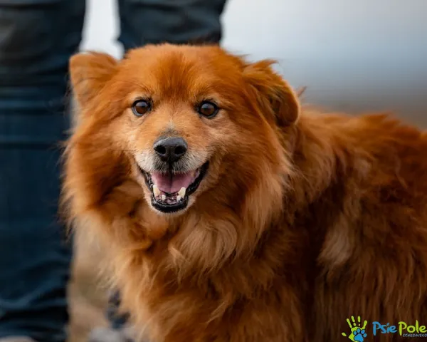 Znaleziono psa, Racławice, 21 stycznia 2025 (5/5)