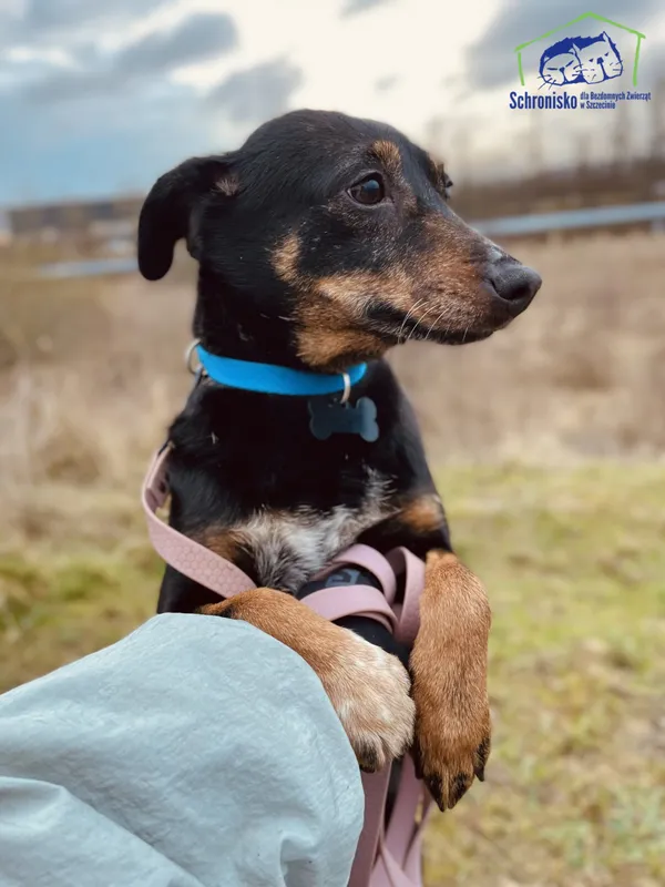 Znaleziono psa, Szczecin, 23 stycznia 2025 (1/4)