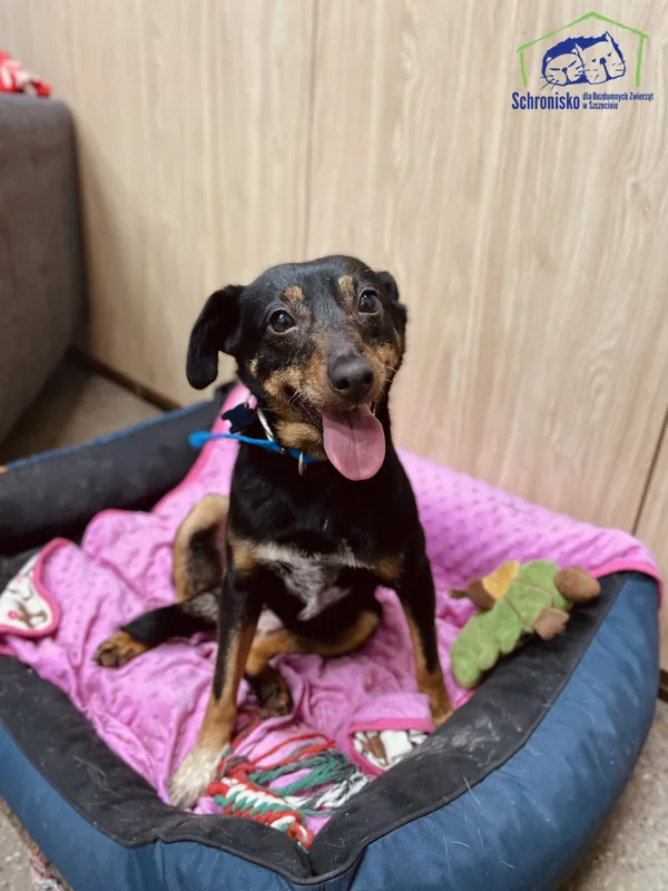 Znaleziono psa, Szczecin, 23 stycznia 2025 (3/4)