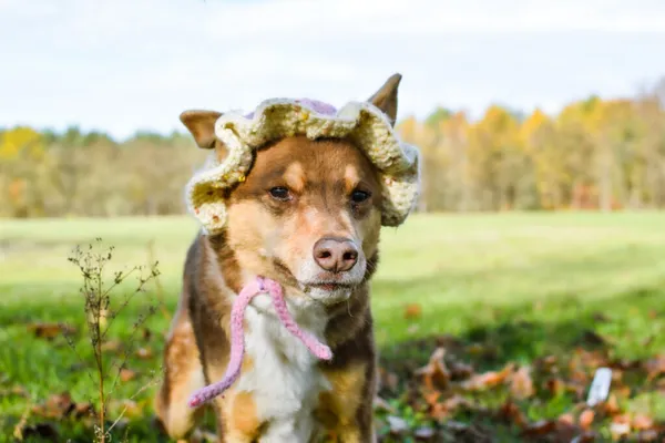 Pies do adopcji, Radom, 8 sierpnia 2025 (1/5)