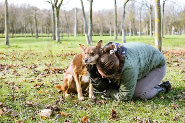 Pies do adopcji, Radom, 8 sierpnia 2025 (2/5)