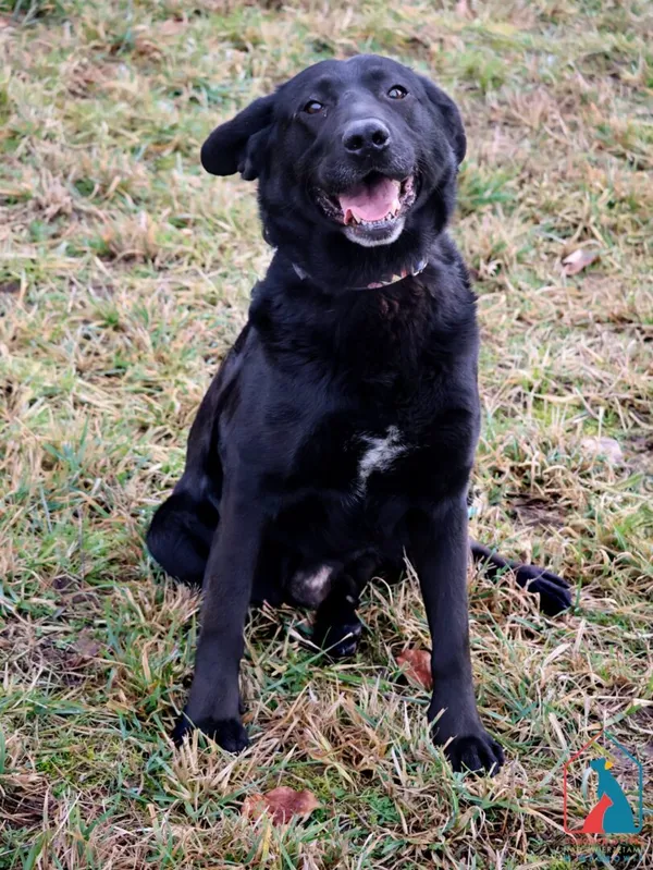 Pies do adopcji, Grudziądz, 2 stycznia 2025 (1/5)