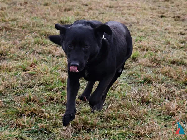 Pies do adopcji, Grudziądz, 2 stycznia 2025 (2/5)
