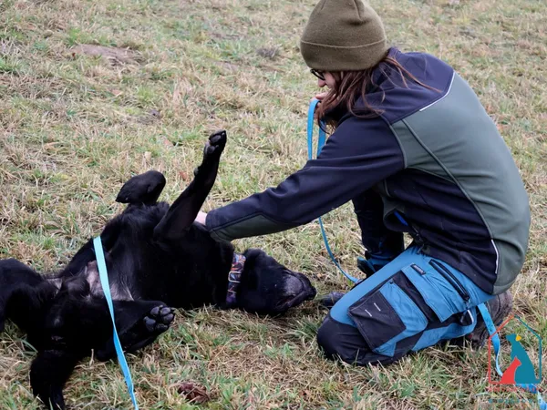 Pies do adopcji, Grudziądz, 2 stycznia 2025 (4/5)