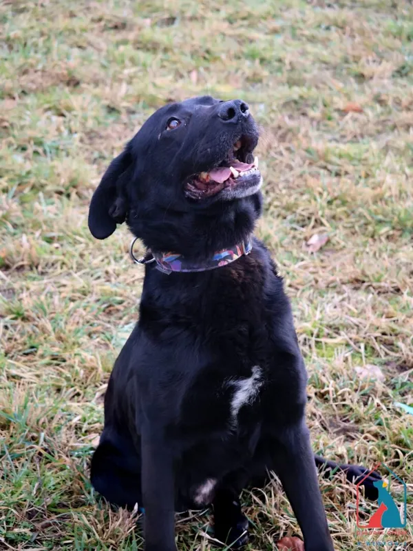 Pies do adopcji, Grudziądz, 2 stycznia 2025 (5/5)