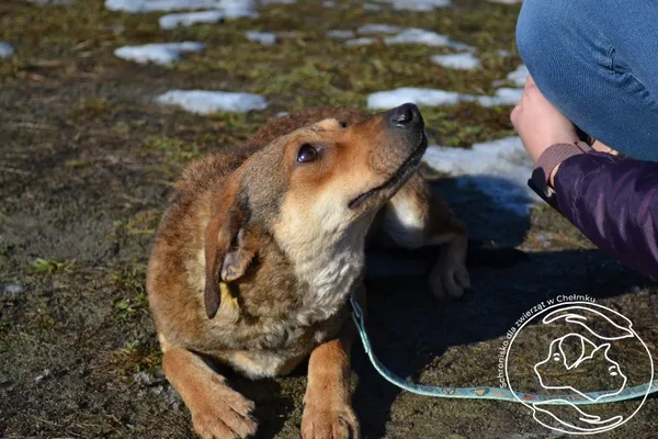 Pies do adopcji, Chełmek, 27 listopada 2024