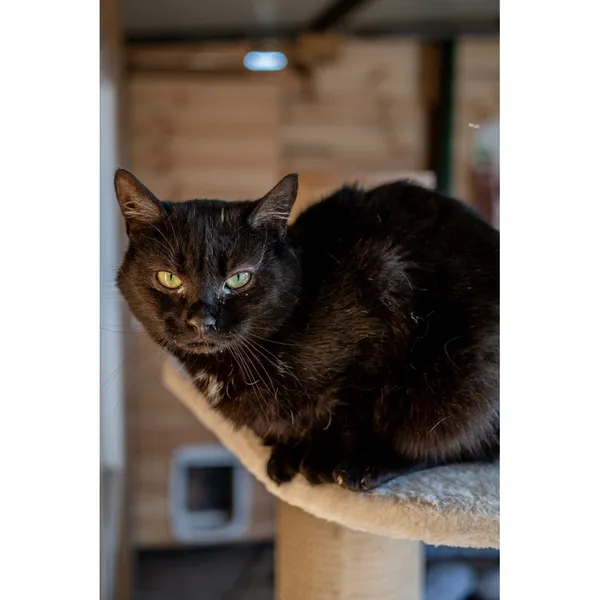 Znaleziono kota, Białystok, 13 sierpnia 2024 (2/3)