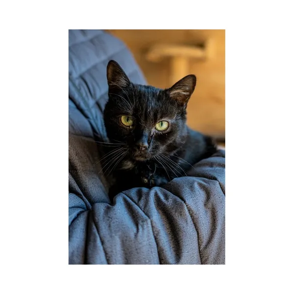 Znaleziono kota, Białystok, 13 sierpnia 2024 (3/3)