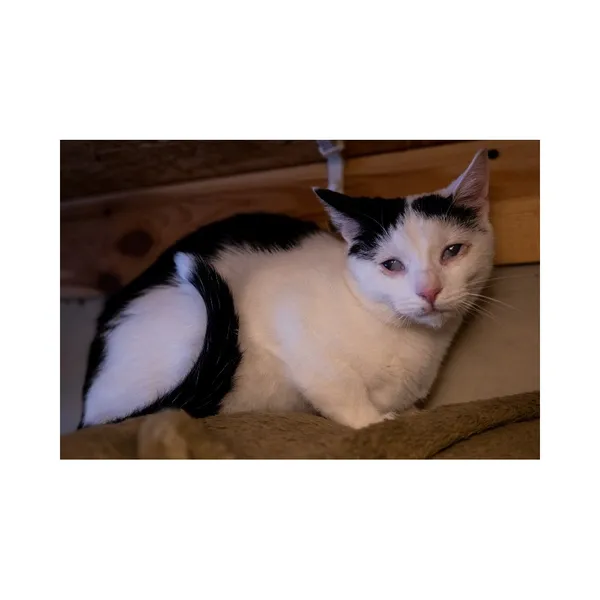 Znaleziono kota, Białystok, 3 lipca 2024