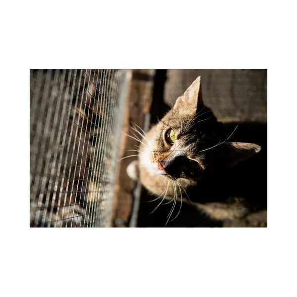 Znaleziono kota, Białystok, 17 sierpnia 2024 (1/3)