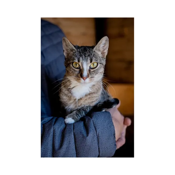 Znaleziono kota, Białystok, 17 sierpnia 2024 (2/3)