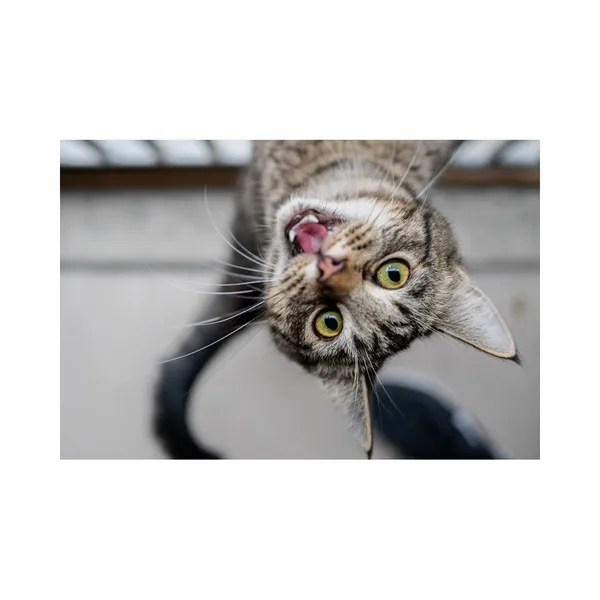 Znaleziono kota, Białystok, 30 sierpnia 2024 (1/3)