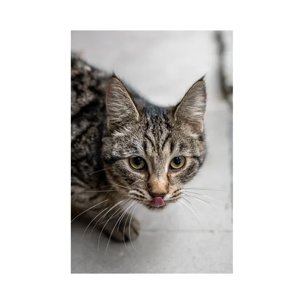 Znaleziono kota, Białystok, 30 sierpnia 2024 (2/3)