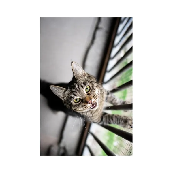 Znaleziono kota, Białystok, 30 sierpnia 2024 (3/3)