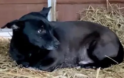 Pies do adopcji, Głowno, 24 stycznia 2025 (3/3)