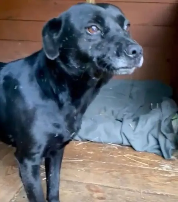 Pies do adopcji, Głowno, 24 stycznia 2025 (1/3)