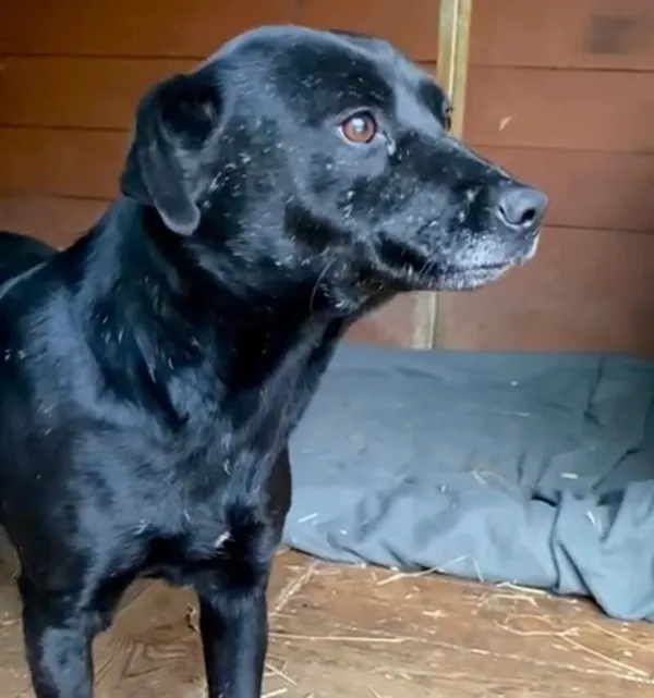 Pies do adopcji, Głowno, 24 stycznia 2025 (2/3)