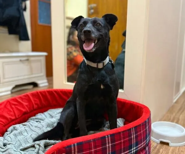 Pies do adopcji, Głowno, 24 stycznia 2025 (1/3)