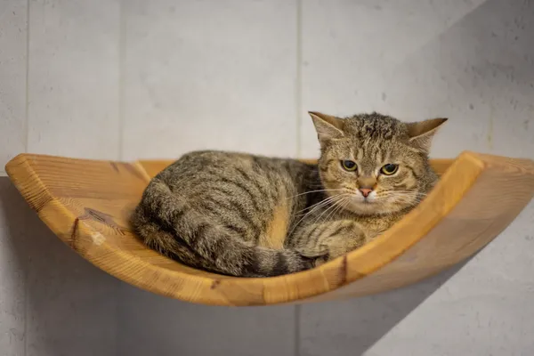 Znaleziono kota, Sosnowiec, 22 stycznia 2025 (1/5)