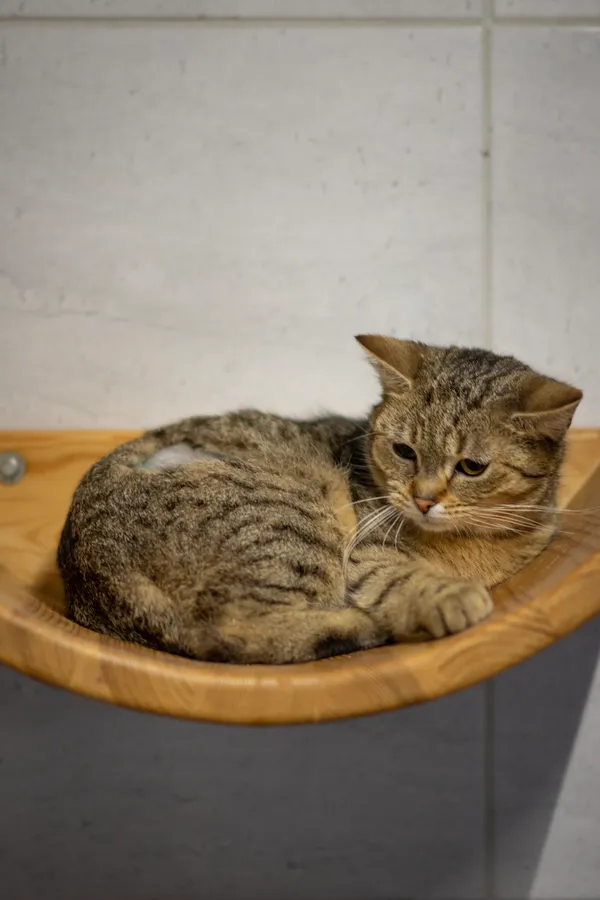 Znaleziono kota, Sosnowiec, 22 stycznia 2025 (4/5)