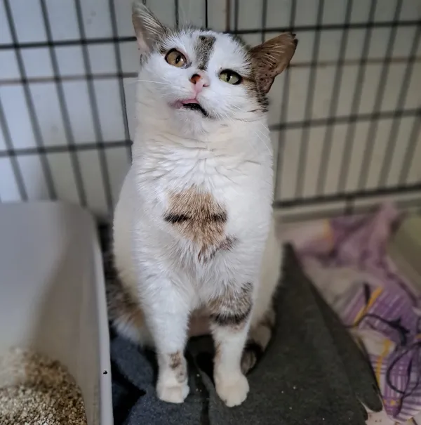 Znaleziono kota, Sosnowiec, 22 stycznia 2025 (1/5)