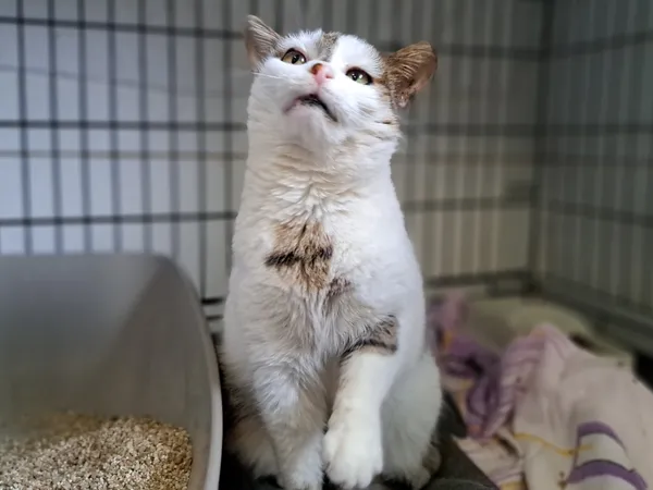 Znaleziono kota, Sosnowiec, 22 stycznia 2025 (2/5)