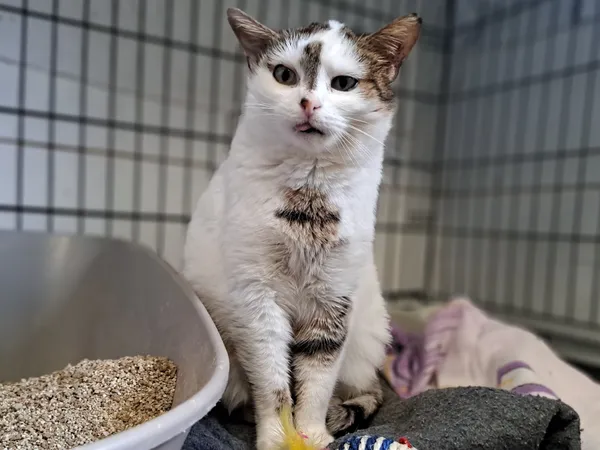 Znaleziono kota, Sosnowiec, 22 stycznia 2025 (3/5)